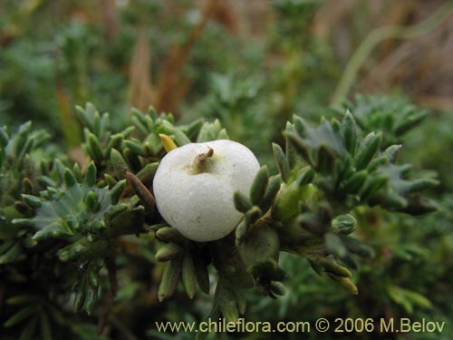 Фотография Margyricarpus pinnatus (Hierba de la perlilla). Щелкните, чтобы увеличить вырез.