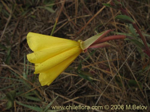 Oenothera sp. #1553의 사진