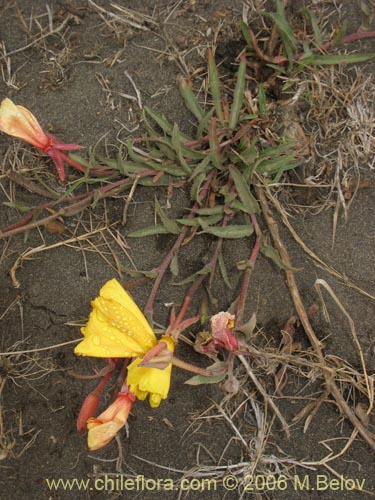 Oenothera sp. #1553의 사진