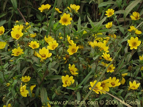 Imágen de Asteraceae sp. #2754 (). Haga un clic para aumentar parte de imágen.