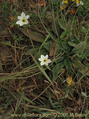 Sisyrinchium chilenseの写真