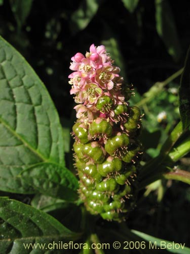 Image of Phytolacca bogotensis (Papa cimarrona). Click to enlarge parts of image.