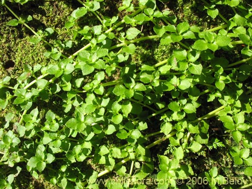 Image of Nertera granadensis (Rucachucao / Coralito / Quelligüenchucaou). Click to enlarge parts of image.