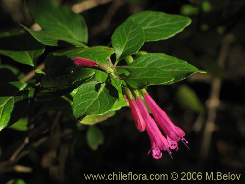 Image of Satureja multiflora (Menta de �rbol / Satureja / Poleo en flor). Click to enlarge parts of image.