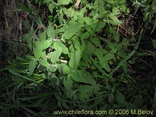 Image of Unidentified Plant sp. #2367 (). Click to enlarge parts of image.