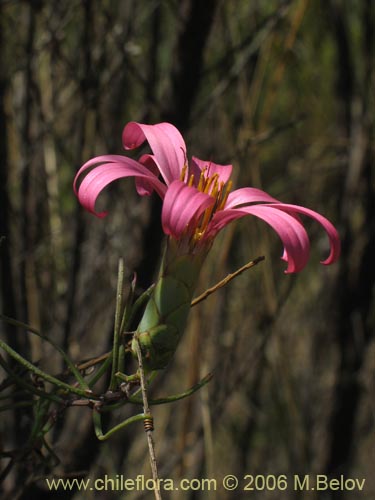 Image of Mutisia subulata (Flor de la granada / Clavel del campo). Click to enlarge parts of image.