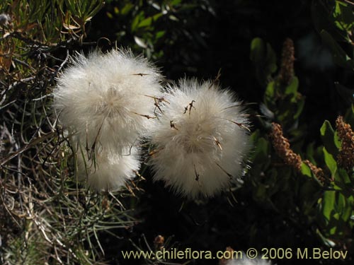 Фотография Mutisia subulata (Flor de la granada / Clavel del campo). Щелкните, чтобы увеличить вырез.