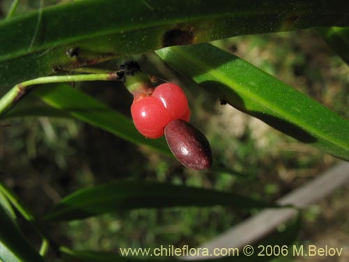 Im�gen de Podocarpus saligna (Ma��o de hojas largas / Ma�i�). Haga un clic para aumentar parte de im�gen.