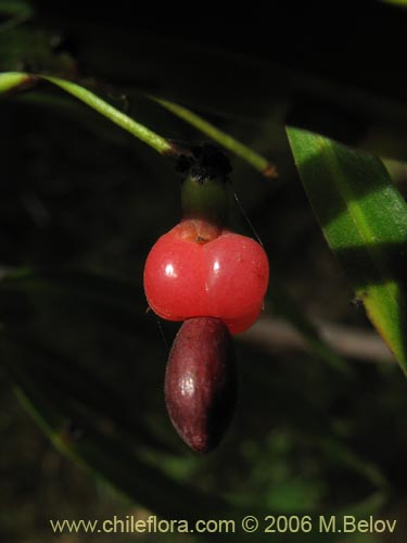 Bild von Podocarpus saligna (Mañío de hojas largas / Mañiú). Klicken Sie, um den Ausschnitt zu vergrössern.