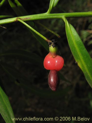 Podocarpus salignaの写真