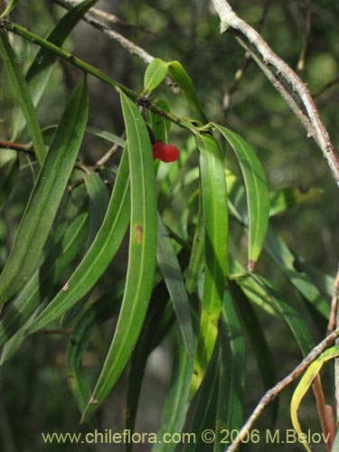 Imágen de Podocarpus saligna (Mañío de hojas largas / Mañiú). Haga un clic para aumentar parte de imágen.
