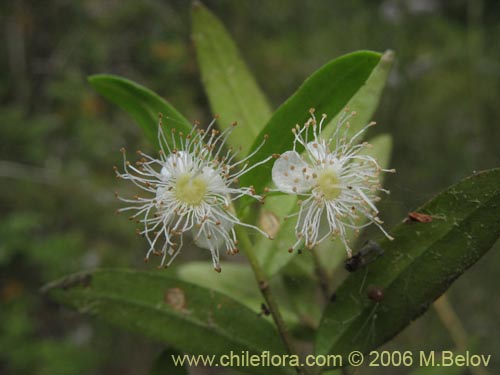 Bild von Myrceugenia pinifolia (). Klicken Sie, um den Ausschnitt zu vergrössern.