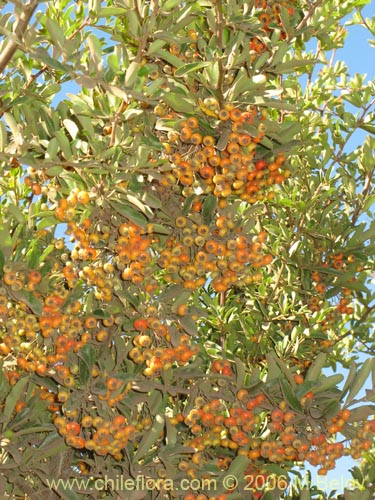 Image of Pyracantha sp. #2361 (). Click to enlarge parts of image.
