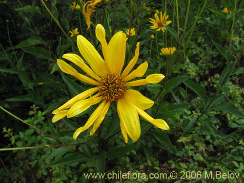 Imágen de Asteraceae sp. #1840 (). Haga un clic para aumentar parte de imágen.
