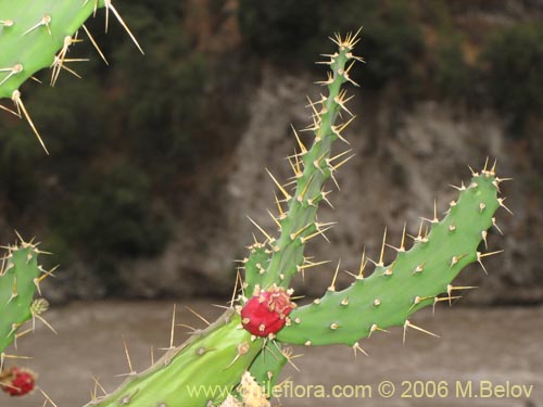 Image of Cactaceae sp. #1788 (cactus, artificila). Click to enlarge parts of image.