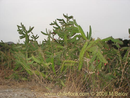 Imágen de Cactaceae sp. #1788 (cactus, artificila). Haga un clic para aumentar parte de imágen.