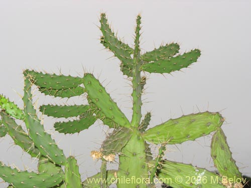 Image of Cactaceae sp. #1788 (cactus, artificila). Click to enlarge parts of image.