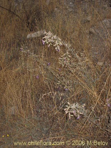 Imágen de Malesherbia linearifolia (Estrella azúl de cordillera). Haga un clic para aumentar parte de imágen.