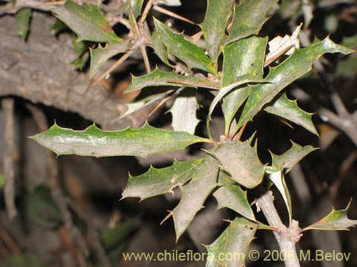 Image of Berberis chilensis var. chilensis (Michay). Click to enlarge parts of image.