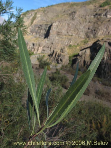 Imágen de Kageneckia angustifolia (Frangel / Olivillo de cordillera). Haga un clic para aumentar parte de imágen.