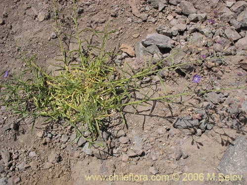 Malesherbia linearifolia的照片