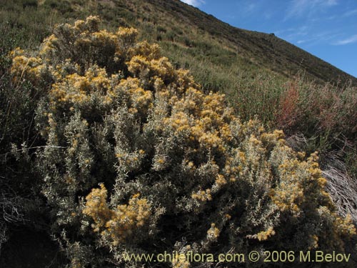 Bild von Chuquiraga oppositifolia (Hierba blanca). Klicken Sie, um den Ausschnitt zu vergrössern.
