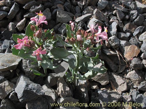 Image of Alstroemeria umbellata (Lirio de cordillera rosado). Click to enlarge parts of image.