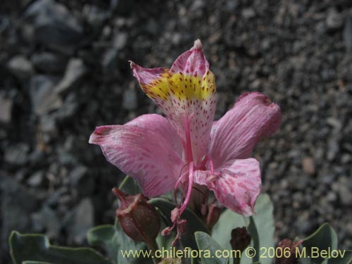 Im�gen de Alstroemeria umbellata (Lirio de cordillera rosado). Haga un clic para aumentar parte de im�gen.