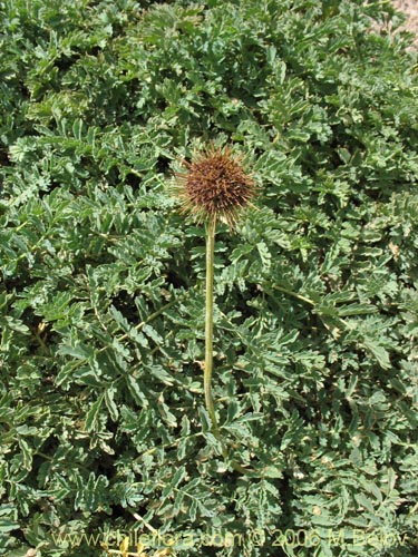 Acaena magellanica的照片