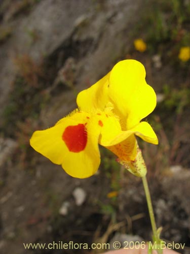 Фотография Mimulus luteus (Berro amarillo / Placa). Щелкните, чтобы увеличить вырез.