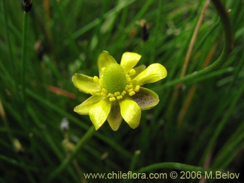 Image of Ranunculus cymbalaria (Oreja de gato / Botón de oro). Click to enlarge parts of image.