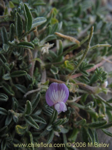 Image of Astragalus sp.   #1488 (). Click to enlarge parts of image.