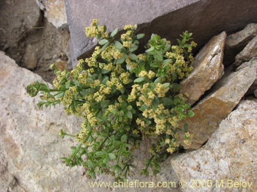 Galium eriocarpum의 사진