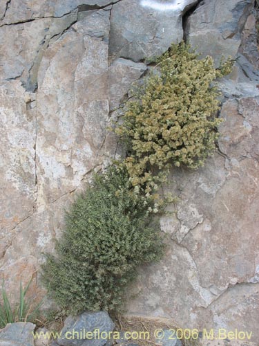 Image of Galium eriocarpum (). Click to enlarge parts of image.