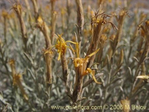Фотография Nardophyllum lanatum (Chilca). Щелкните, чтобы увеличить вырез.