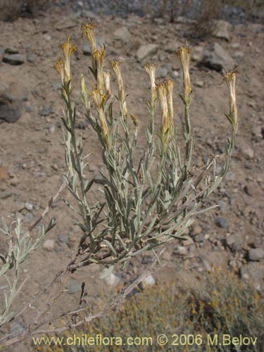 Bild von Nardophyllum lanatum (Chilca). Klicken Sie, um den Ausschnitt zu vergrössern.
