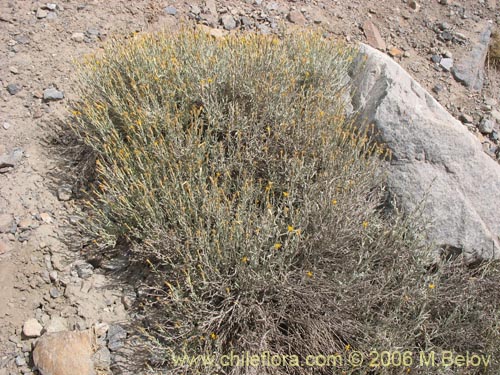 Фотография Nardophyllum lanatum (Chilca). Щелкните, чтобы увеличить вырез.