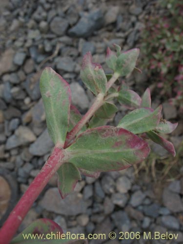 Фотография Euphorbia collina (Pichoga). Щелкните, чтобы увеличить вырез.
