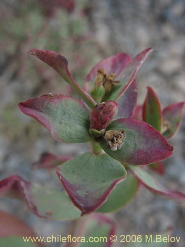 Euphorbia collina的照片