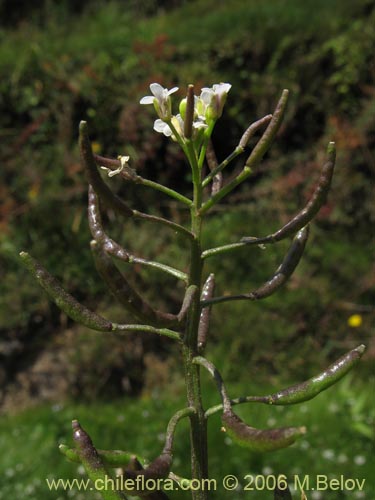 Image of Cardamine sp.   #1566 (). Click to enlarge parts of image.