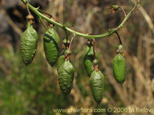 Imágen de Eccremocarpus scaber (Chupa-chupa / Chupa-poto). Haga un clic para aumentar parte de imágen.