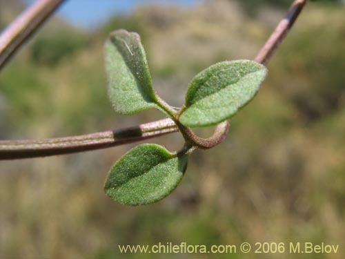 Imágen de Eccremocarpus scaber (Chupa-chupa / Chupa-poto). Haga un clic para aumentar parte de imágen.