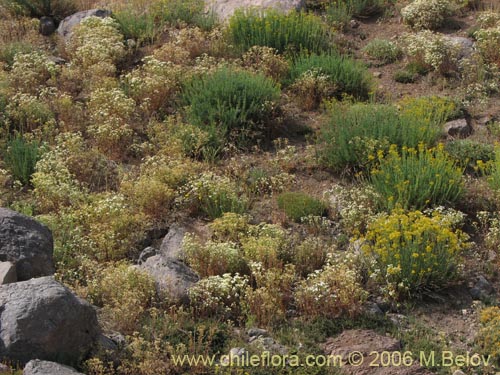 Фотография Tanacetum parthenium (Piretro de jardín / Altamisa). Щелкните, чтобы увеличить вырез.