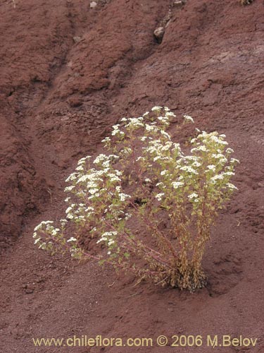 Фотография Tanacetum parthenium (Piretro de jardín / Altamisa). Щелкните, чтобы увеличить вырез.