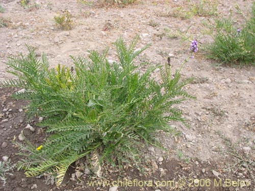 Im�gen de Astragalus looseri (Hierba loca). Haga un clic para aumentar parte de im�gen.