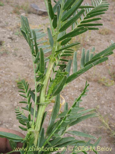 Image of Astragalus looseri (Hierba loca). Click to enlarge parts of image.