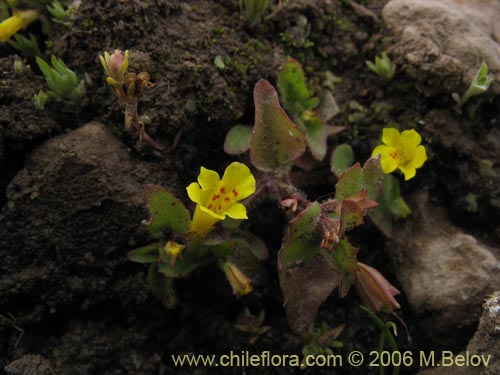 Image of Mimulus glabratus (Berro amarillo / Mímulo de flores chicas). Click to enlarge parts of image.