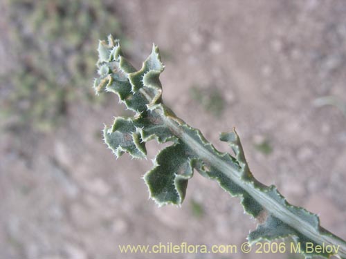 Фотография Perezia carthamoides (Estrella blanca de cordillera). Щелкните, чтобы увеличить вырез.