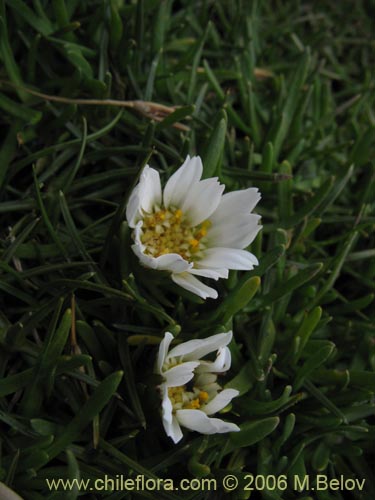 Werneria pygmaeaの写真