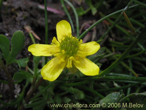 Ranunculus sp. #3038的照片